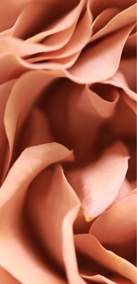 Behind the la Vie en Rose Brand | la Vie en Rose USA