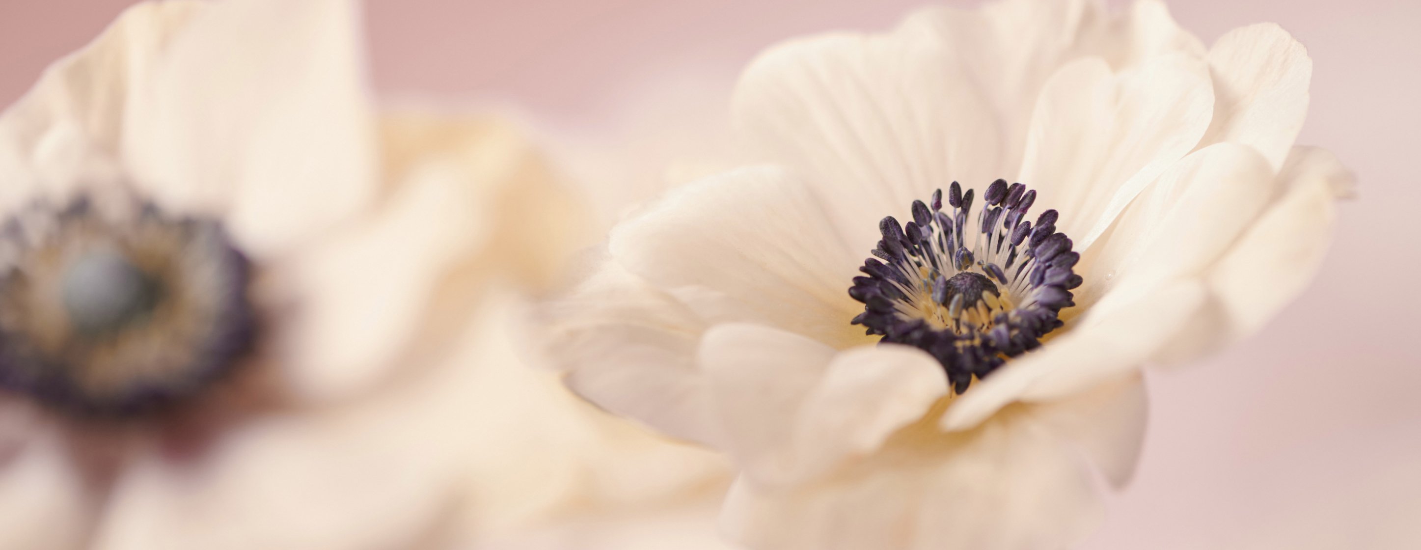 Roses of Hope Foundation | la Vie en Rose