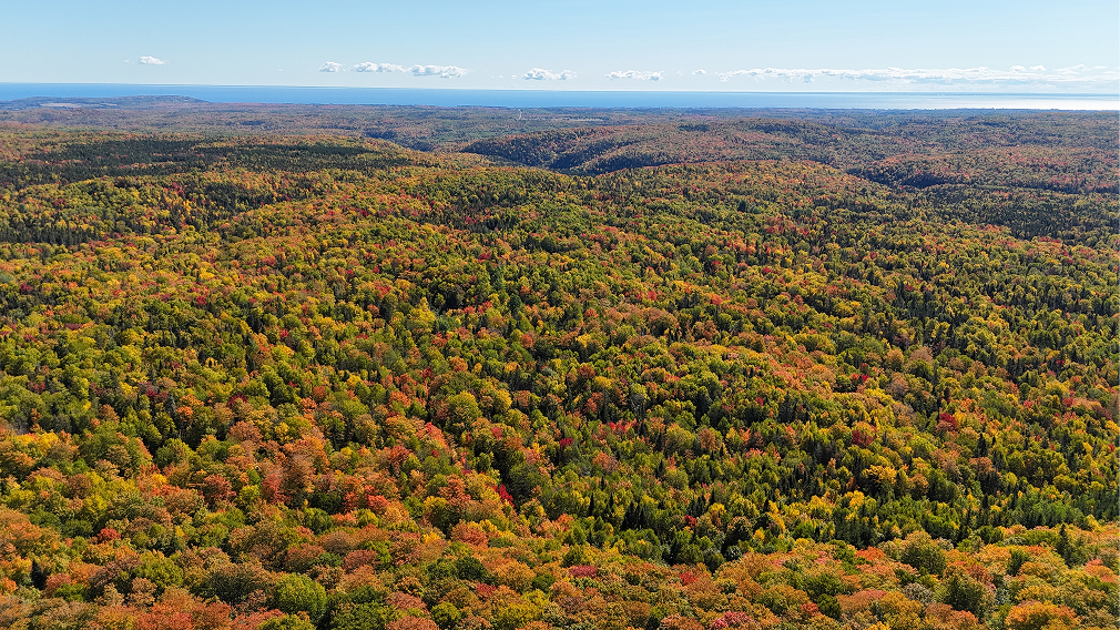 Forest seen from the sky