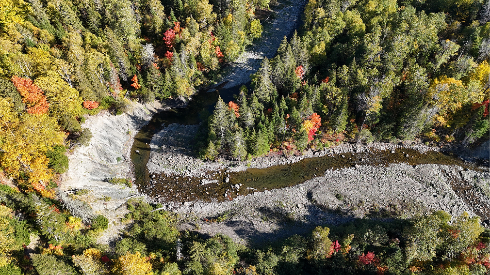 Forest seen from the sky, with a river
