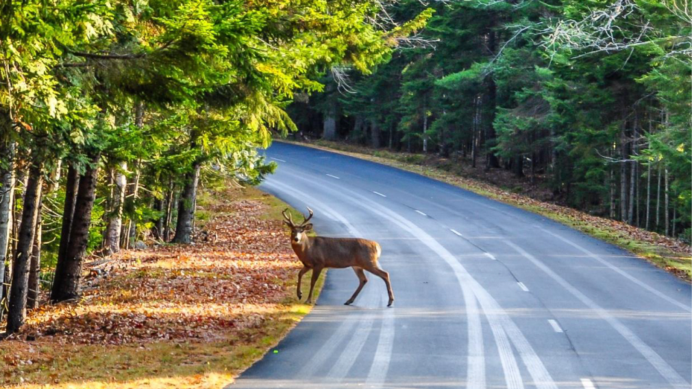 Deer on the road