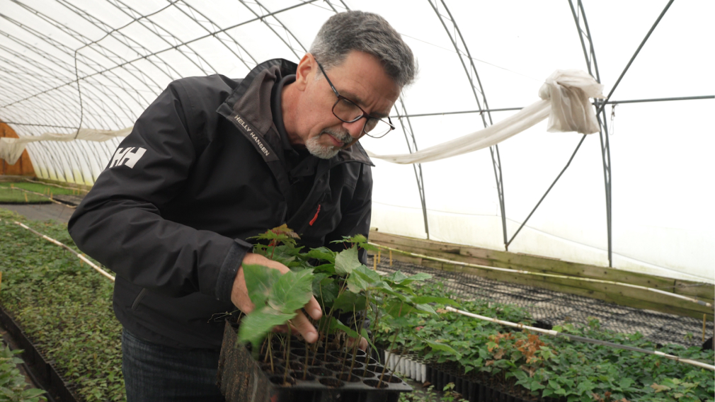 A man in a greenhouse, holding a young plant