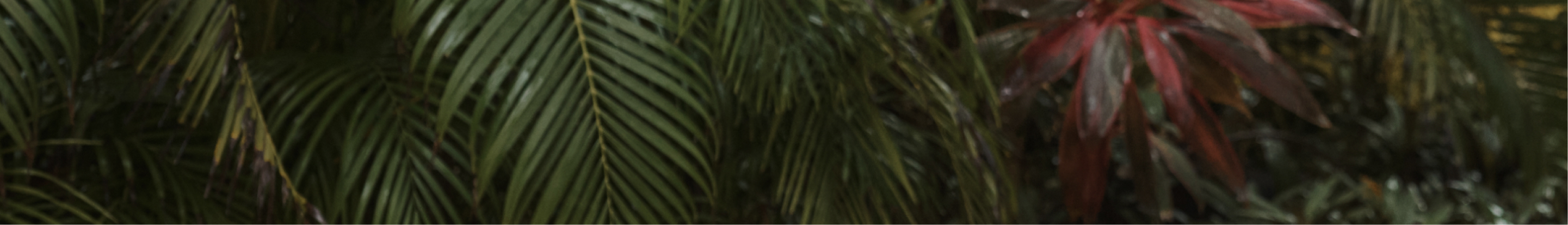 tb-spring-break-dskt