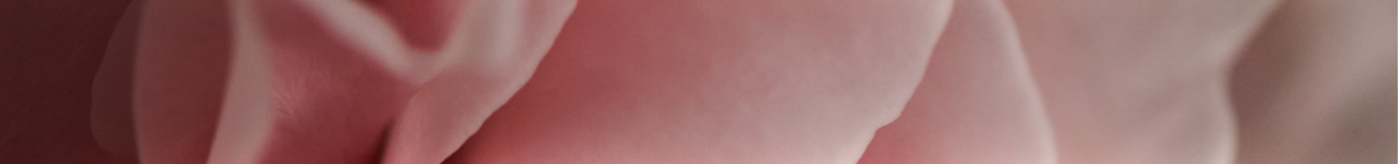 rose-background-dskt