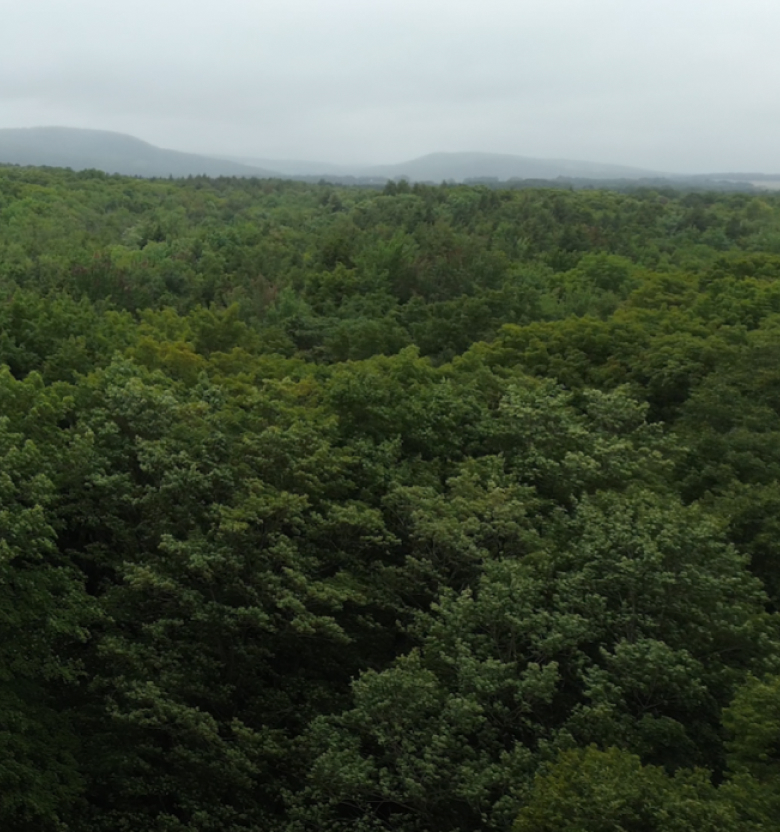 Paysage bois&eacute; vu du ciel