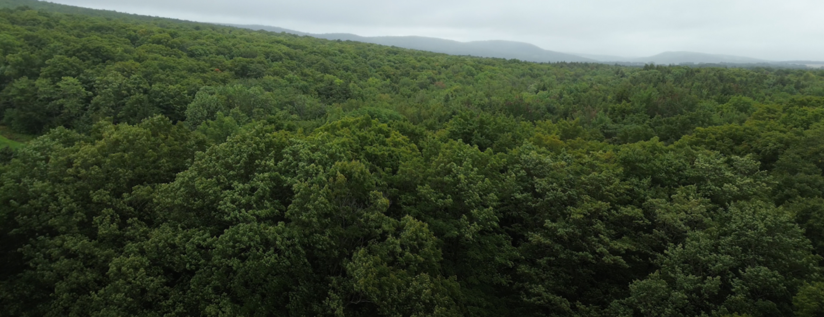 Wooded landscape seen from the sky